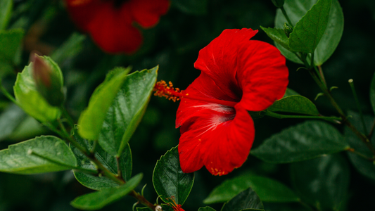 hibiscus seed oil profile republica beauty