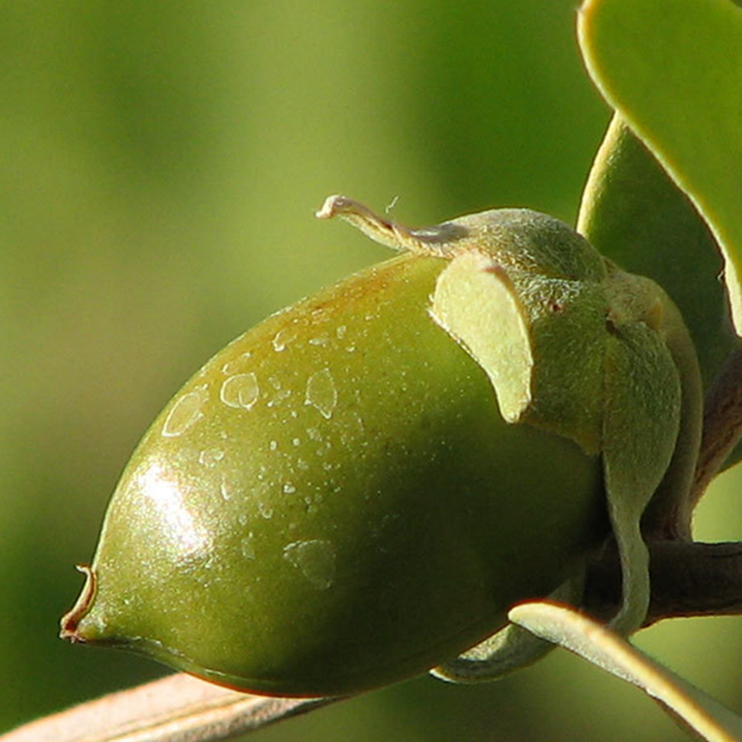 Jojoba Oil
