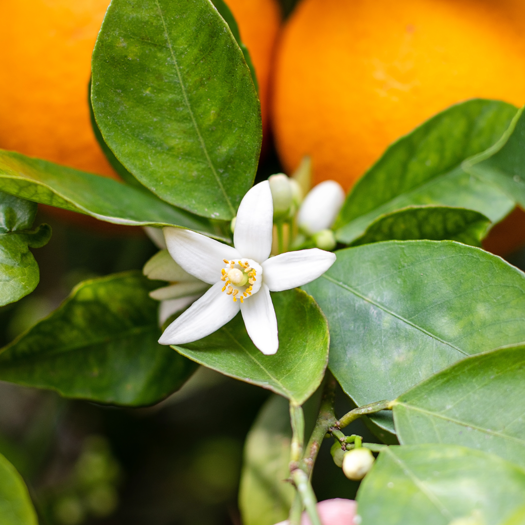 Neroli Flower Water